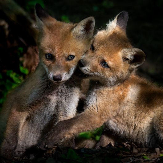 Vulpes_vulpes_150520_350e