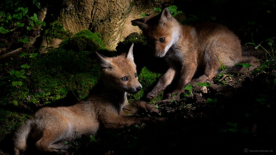 Vulpes_vulpes_150520_411e