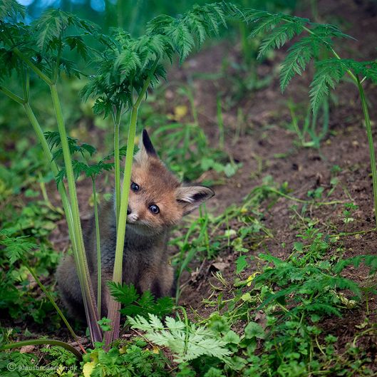 Vulpes_vulpes_150520_464e