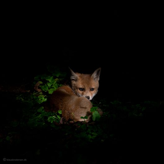Vulpes_vulpes_150520_512e