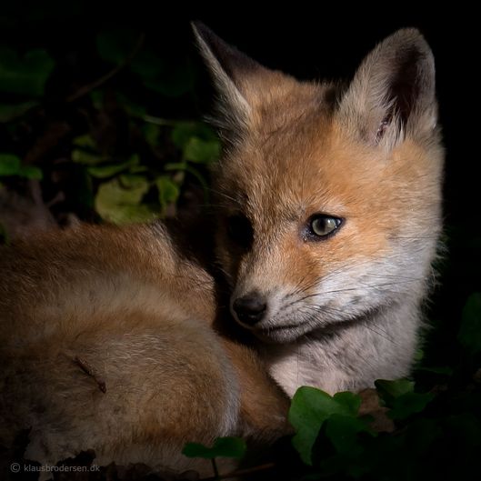 Vulpes_vulpes_150520_518e