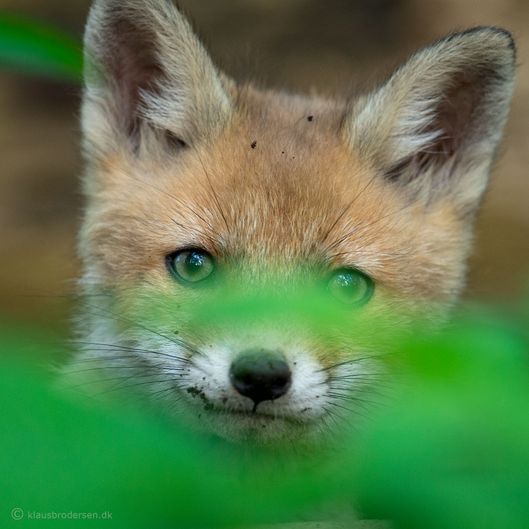 Vulpes_vulpes_150520_545e_1920