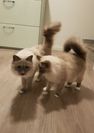 Coco & Nico