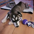 Balu