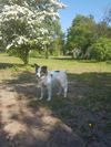 Mahoni