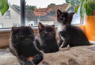 Mr. Speck, Stinky & Emilia