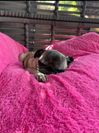 Tabea