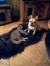 Milo & Molly
