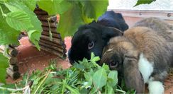 Blacky & Sam