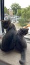 Tigga & Lilly
