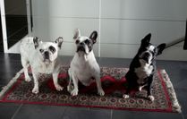 Katy, Wilson & Oreo