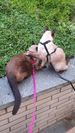 Aris & Arion