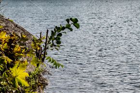 an der Aare Rang 43