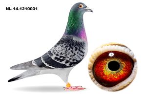 NL 14-1210031