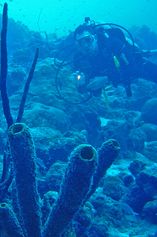 Tube sponges and diver