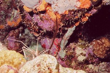 Spider crab