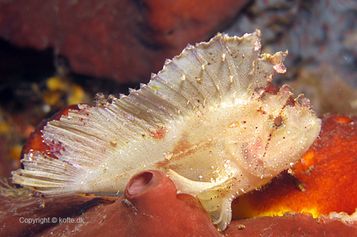 Leaf scorpionfish