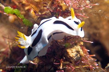 Chromodoris dianae