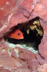 Silverspot squirrelfish in the hole