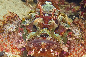 Scorpaenopsis possi