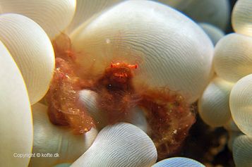 Orang-utan crab