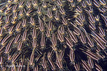Striped eel catfish churning forward