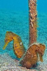 Pregnant Seahorse