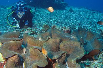 At the Giant clams