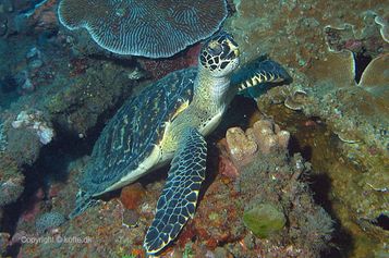 Hawksbill sea turtle