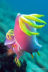 Hypselodoris apolegma