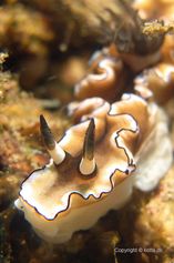 Glossodoris atromarginata