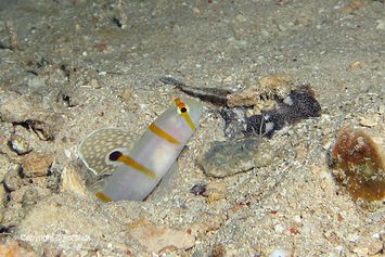 Randall's prawn-goby