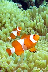 Clown anemonefish