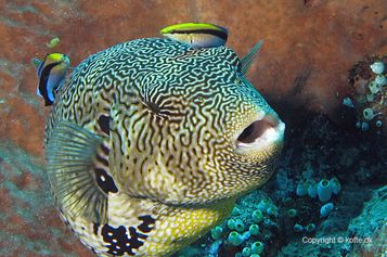 Map puffer with Cleaner wrasse