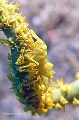 Whip coral shrimp