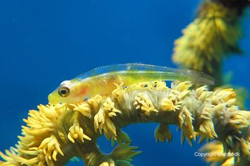 Whip coral goby