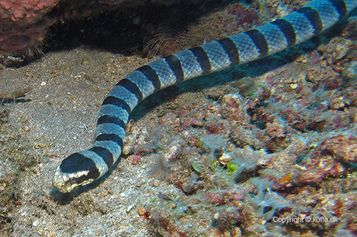 Banded sea krait