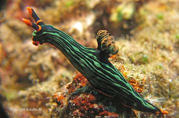 Nembrotha nigerrima