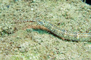 Pipefish sp.