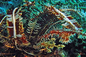 Harlequin ghost pipefish in a Feather star