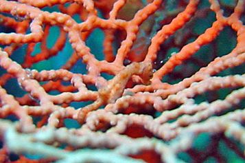 Bargibant's pygmy seahorse