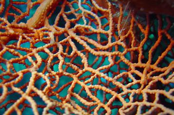 Two Bargibant's seahorses