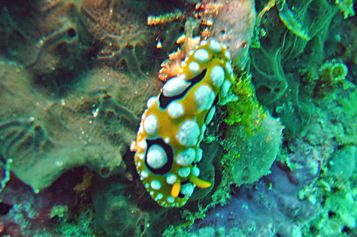 Phyllidia sea slug