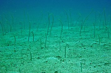 Whitespotted garden eels