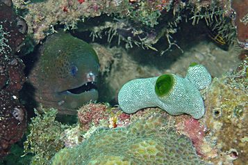 Moray eel