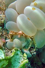 Orangutang crab in Ascidian setting