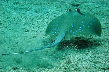 Bluespotted stingray