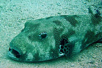 Starry toadfish
