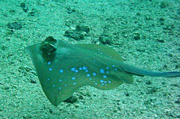 Bluespotted stingray