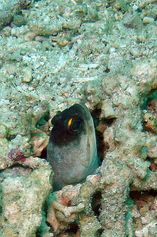 Gold spec jawfish